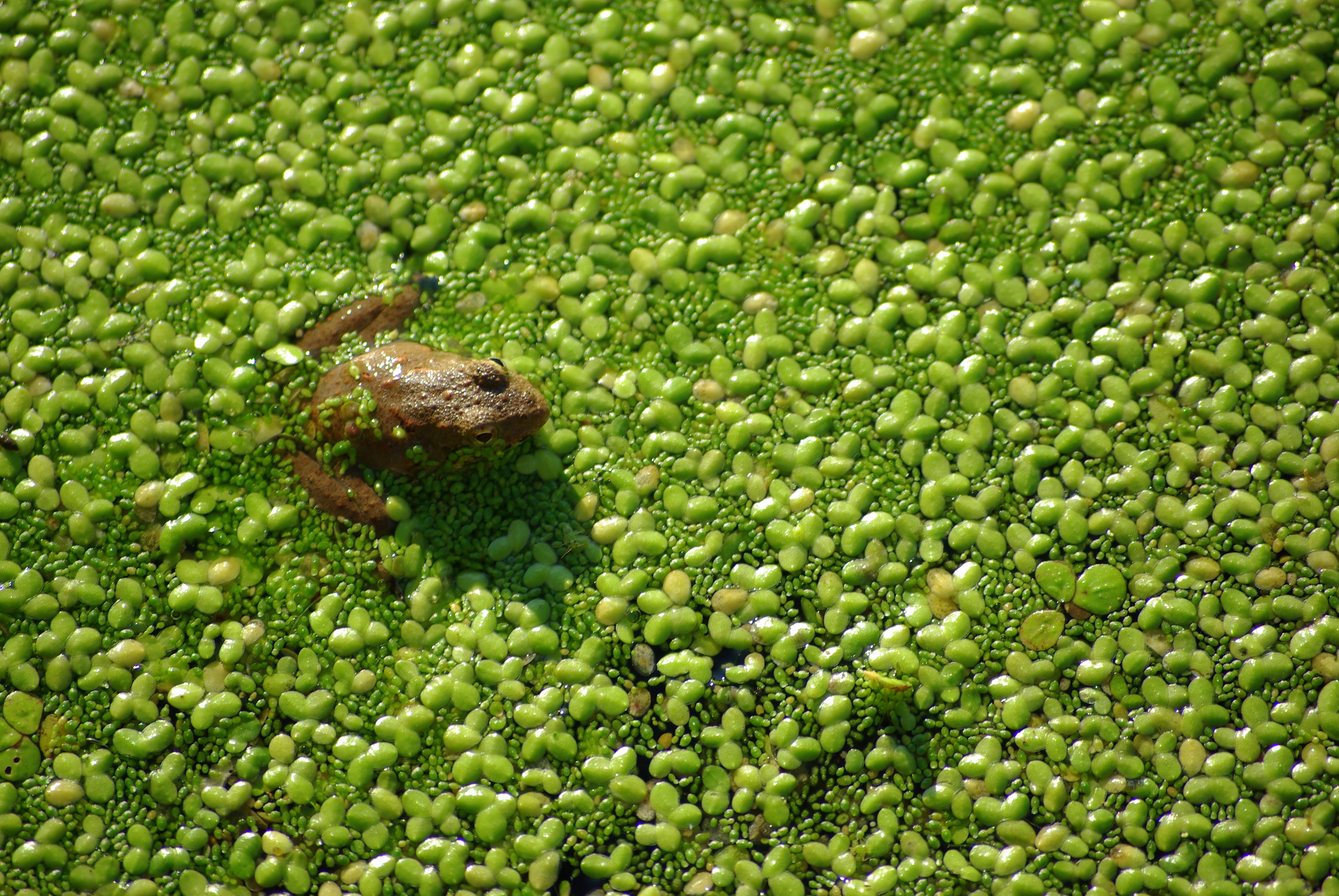 Frog_in_pond_among_aquatic_plants