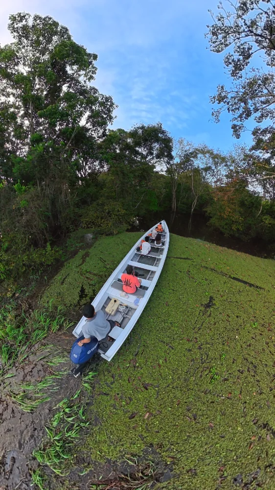 Canoa junto à margem da floresta amazônica